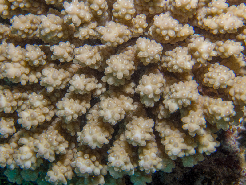 Acopora coral