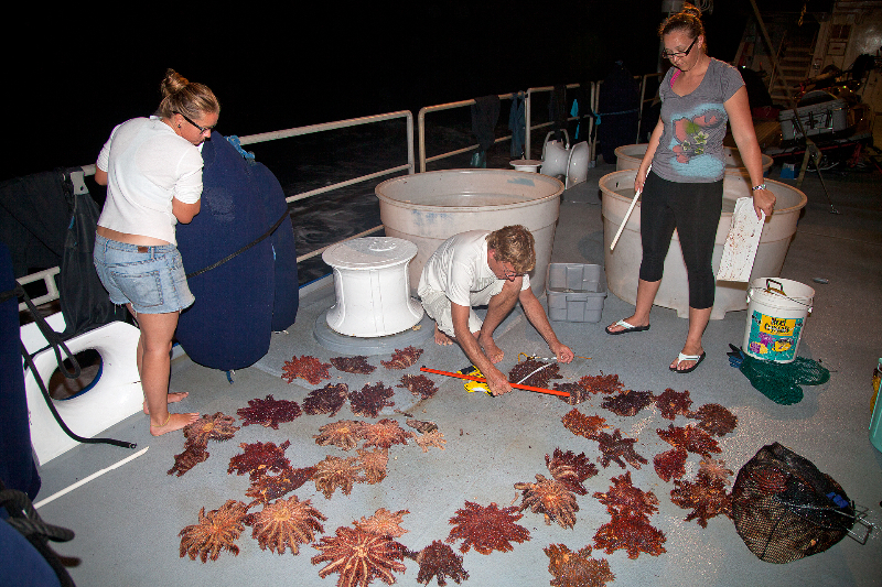 The Science Team anylizing the COTS that they have removed from the reef in crisis.