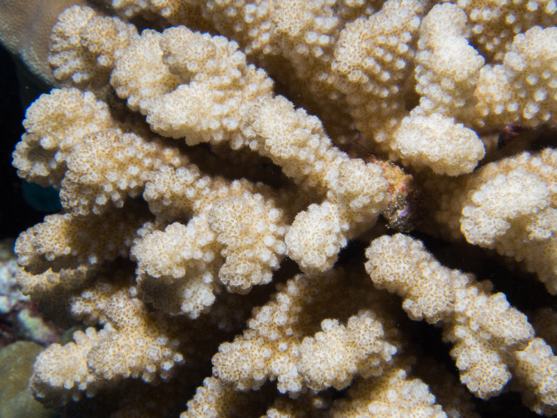 Pocillopora coral