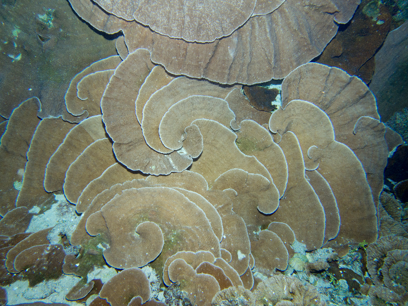 Pachyris coral