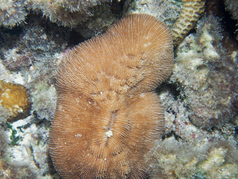 Fungia coral