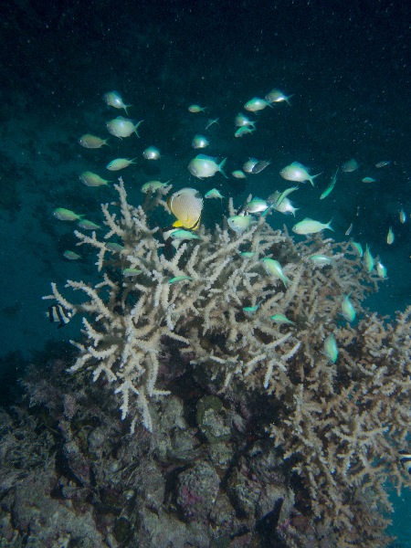 Acropora coral with Blue-Green Chromis.