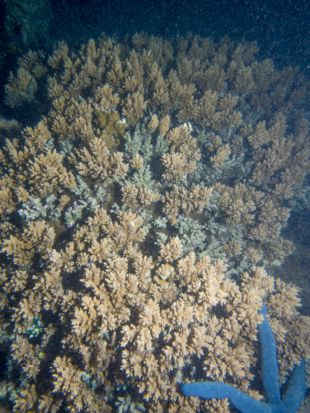 Acropora coral with Blue Sea Star.