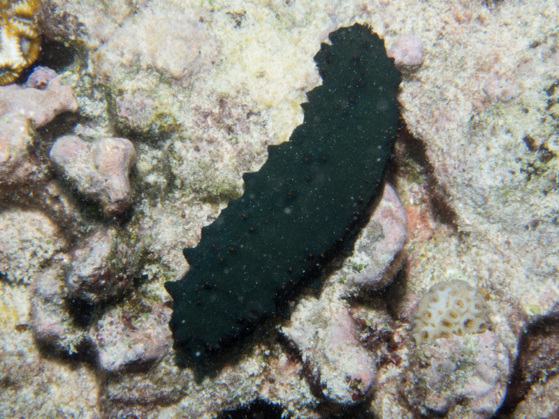 Greenfish Sea Cucumber