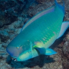 Steephead Parrotfish