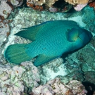 Humphead Wrasse