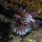 Common Lionfish