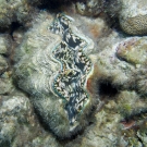 Giant Clam