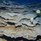 Montipora coral with Redfin Butterflyfish