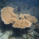 Acropora coral