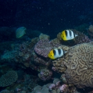 Pacific Double-Saddle Butterflyfish