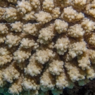 Acopora coral