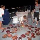 The Science Team anylizing the COTS that they have removed from the reef in crisis.