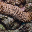 Pineapple Sea Cucumber