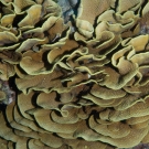 Echinopora coral