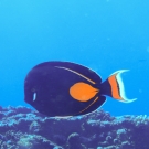 Achilles Tang