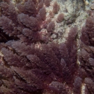 Red Algae