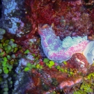 Unidentified Nudibranch