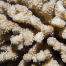 Pocillopora coral