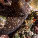 Whitemouth Moray