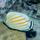 Ornate Butterflyfish