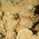 Echinopora coral