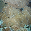 Pachyris coral