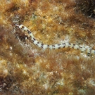 Network Pipefish