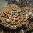 Echinopora coral