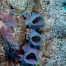 Purple Sponge