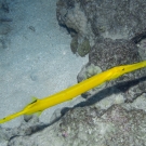 Trumpetfish, Golden Variation.