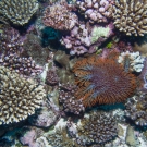 Crown-of-Thorns Sea Star