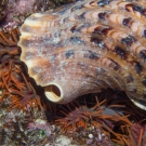 Triton\'s Trumpet, eating a Crown-of-Thorns Sea Star