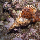 Triton\'s Trumpet eating a Crown-of-Thorns Sea Star.