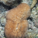 Fungia coral