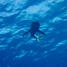 Grey Reef Shark