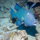Blue Triggerfish