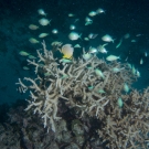 Acropora coral with Blue-Green Chromis.