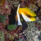 Singular Bannerfish