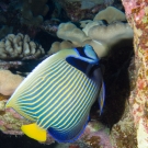 Emperor Angelfish