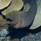 Giant Moray