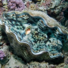 Giant Clam