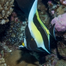 Moorish Idol