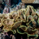 Echinopora coral