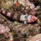 Reef Lizardfish