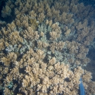 Acropora coral with Blue Sea Star.