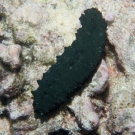 Greenfish Sea Cucumber