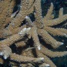 Acropora coral