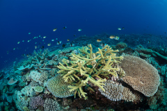 Very rich expansive branching and table acropora coral field at the outer edge of the Great Barrier Reef with great visibility.