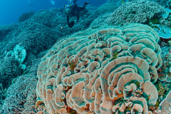 Acropora abrotanoides is the dominent coral in this image. MR diver filming reef.